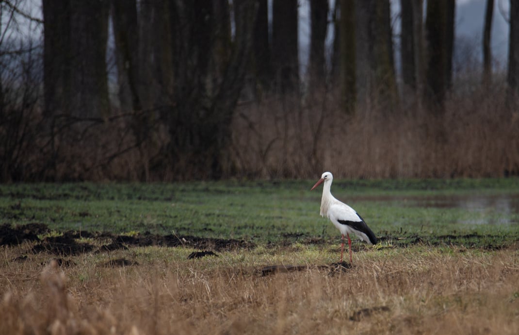 Fred Gruber schickt uns diesen "Winterstorch" aus dem Königsauer Moos