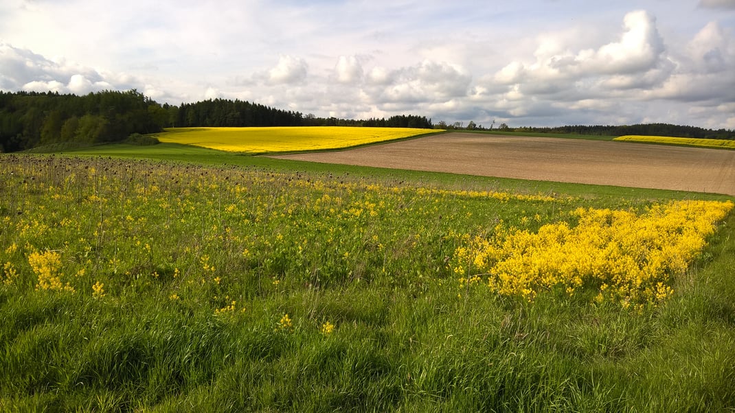 Ödflächen mit ihren bunten Blühpflanzen locken Insekten und Vögel an, nördliche Isarhanglage (Foto Michael Herzig, Mai 2020)