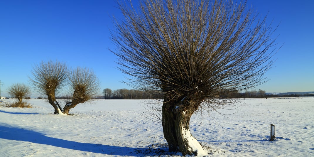 Januar im Königsauer Moos (Foto: Joachim Aschenbrenner)