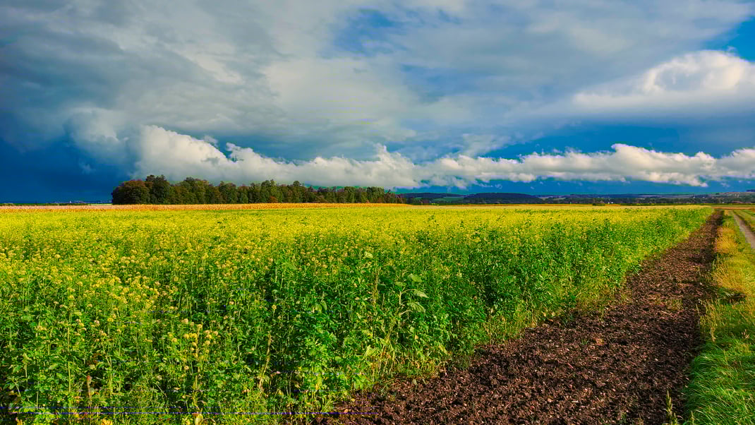September Tiefdruckgebiete im Königsauer Moos (Foto: Joachim Aschenbrenner,2024)