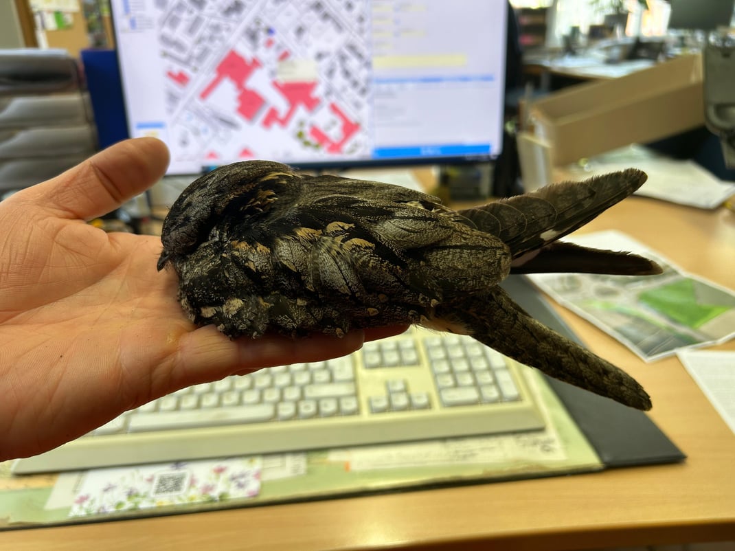 Ziegenmelker, Totfund in Dingolfing (Foto: Nico Greilich)