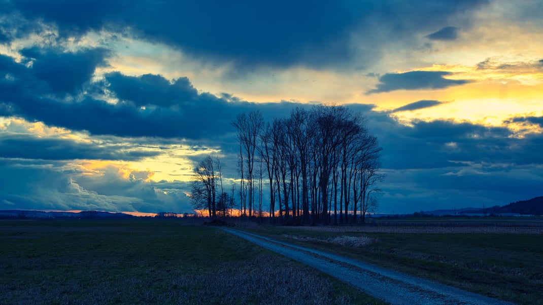Die "Remiz" (Jägersprache Schutzgehölz für Wild) im Königsauer Moos (Foto: Joachim Aschenbrenner, März 2024)
