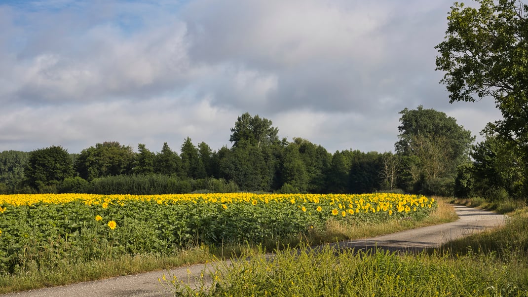 Sonnenblumenfeld bei Töding (Foto: Joachim Aschenbrenner)