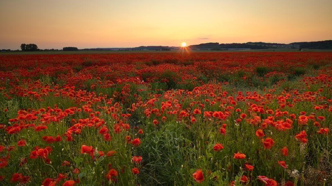 Moos und Mohn (Foto: Joachim Aschenbrenner, 06.06.2023)