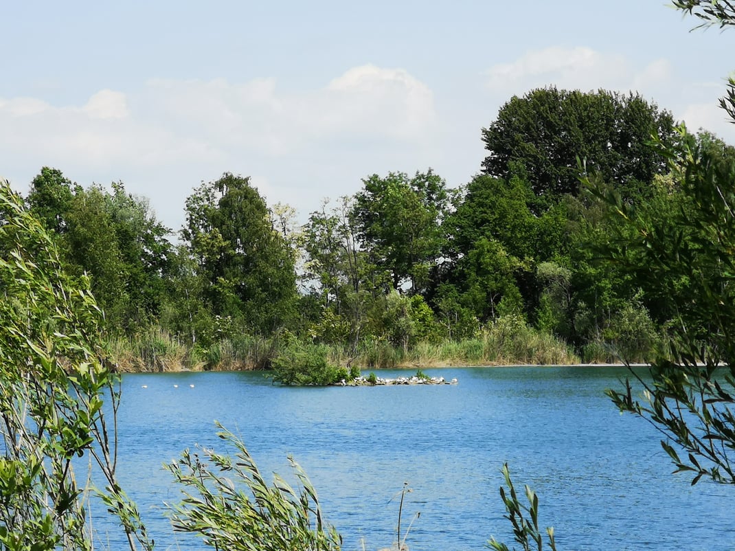 Handyaufnahme vom Westenthanner Weiher mit regem Lachmöwen Brutgeschäft (Foto: Michael Herzig)