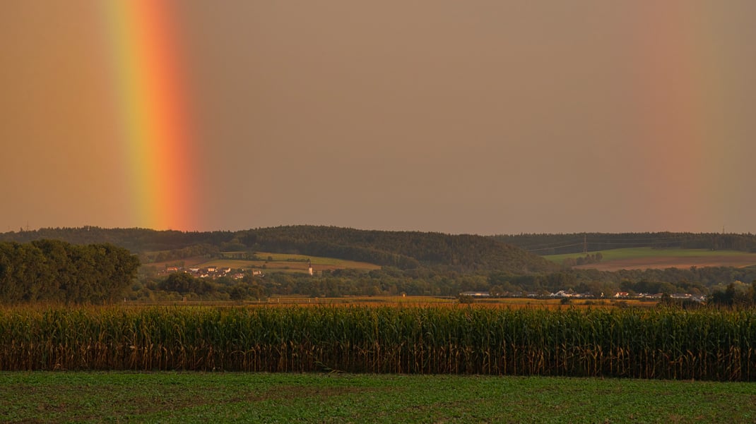 Licht gewichtet neu. Königsauer Moos August 2024 (Foto: Joachim Aschenbrenner)