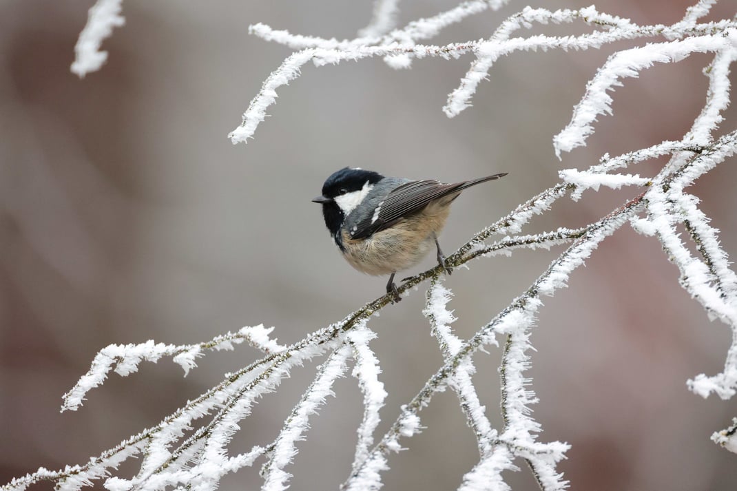 Für kleine Vögel wie diese Tannenmeise ist der Winter eine harte Zeit (Foto: Hermann Rank)