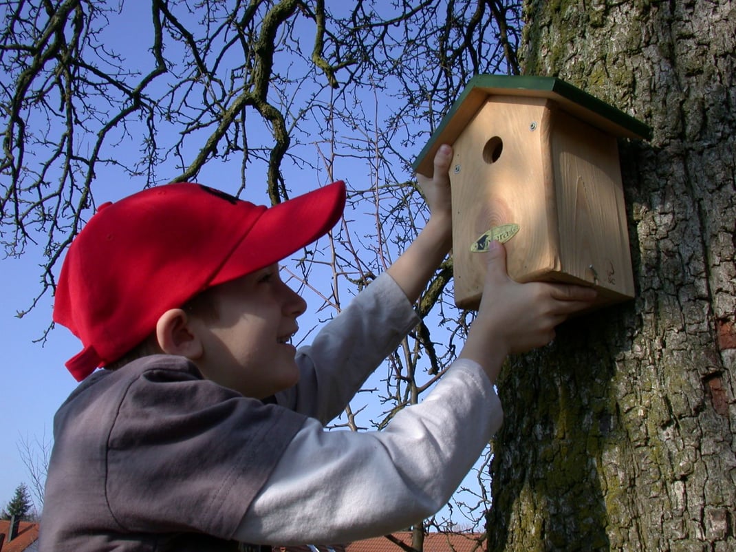 Nistkasten aufhängen Foto: Birgit Helbig/ LBV-Bildarchiv