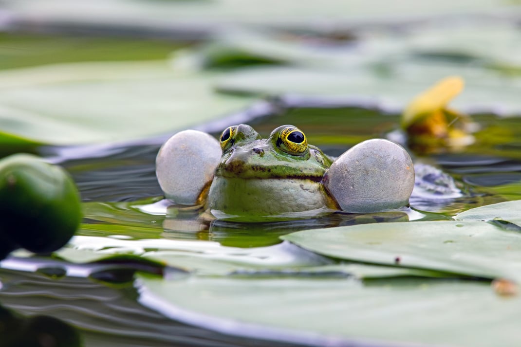 Es schallt durch die Natur: Die Regionalgruppe hat was Neues vor! (Foto: Wasserfrosch, Frank Derer, LBV-Bildarchiv)