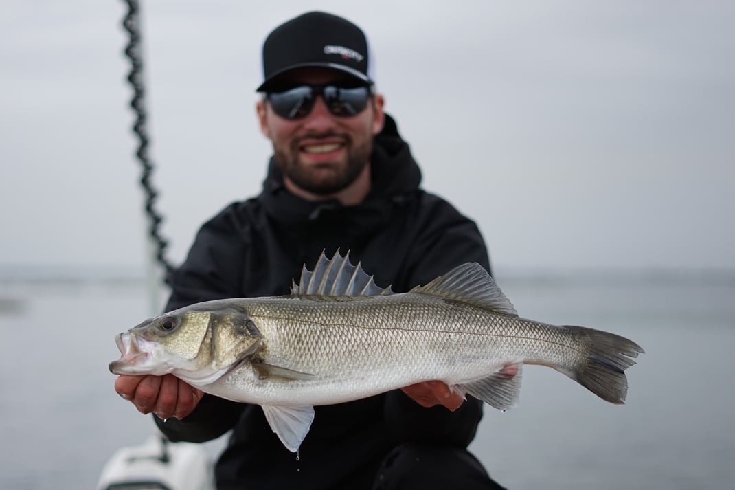 Johannes Höfner | Europäischer Wolfsbarsch | Dicentrarchus labrax | 60cm | Adriatisches Meer | Italien | 29. Oktober 2023
