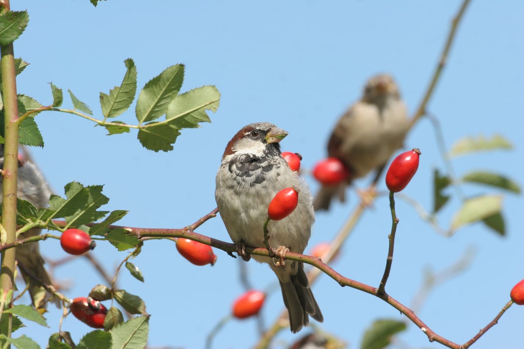 Haussperlinge auf Wildrose    © Dieter Hopf