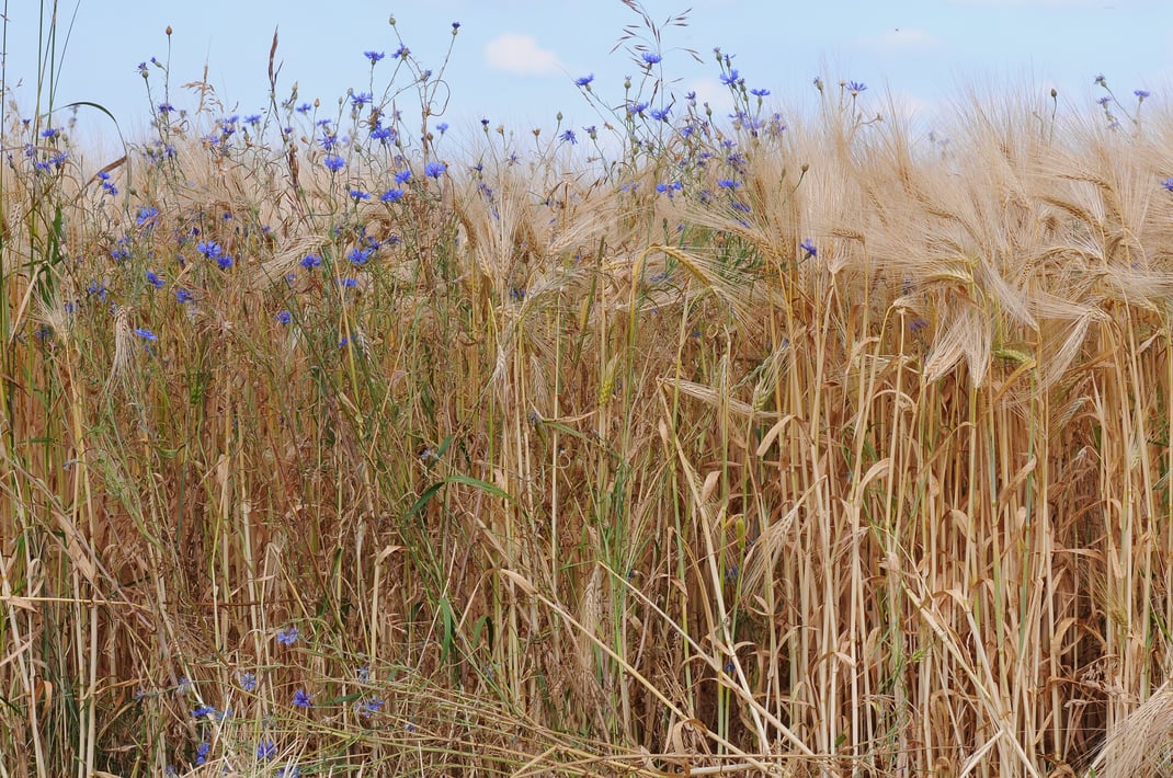 © Dr. Eberhard Pfeuffer