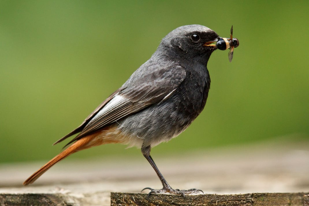 Männlicher Hausrotschwanz