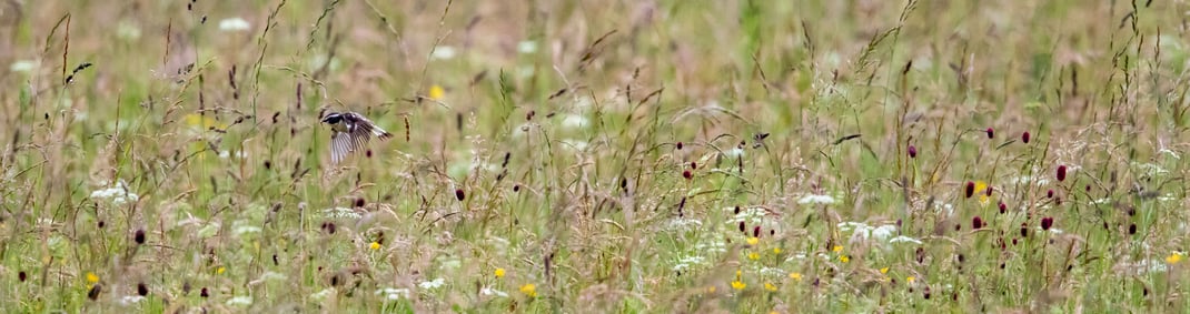 Braunkehlchen im Loisach-Kochelsee-Moor, Foto: Bettina Kelm