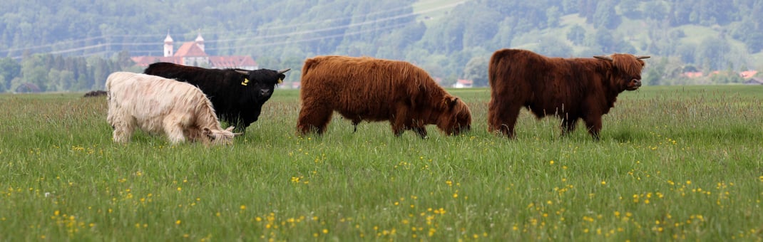 Schottische Hochlandrinder, Foto: Axel Kelm