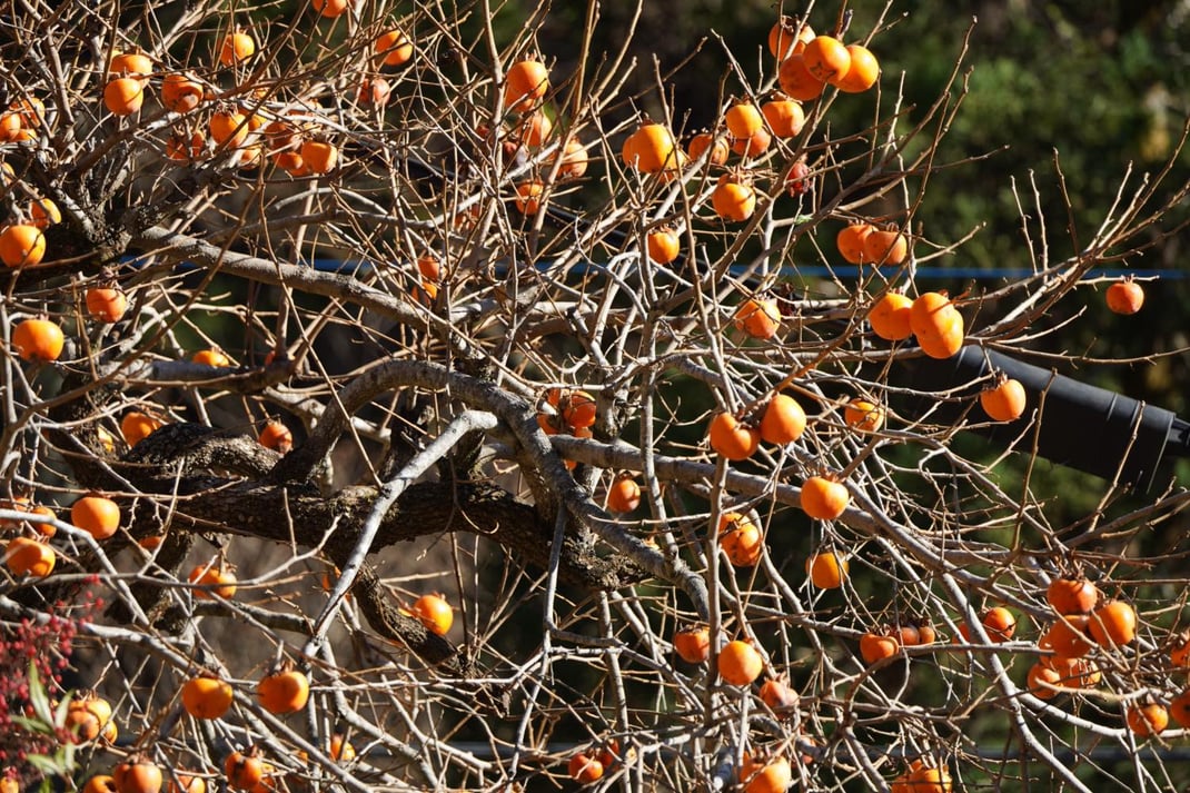 土地の風土がつくる実と味