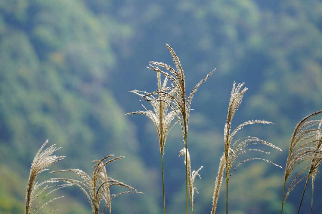 風に揺れるススキ