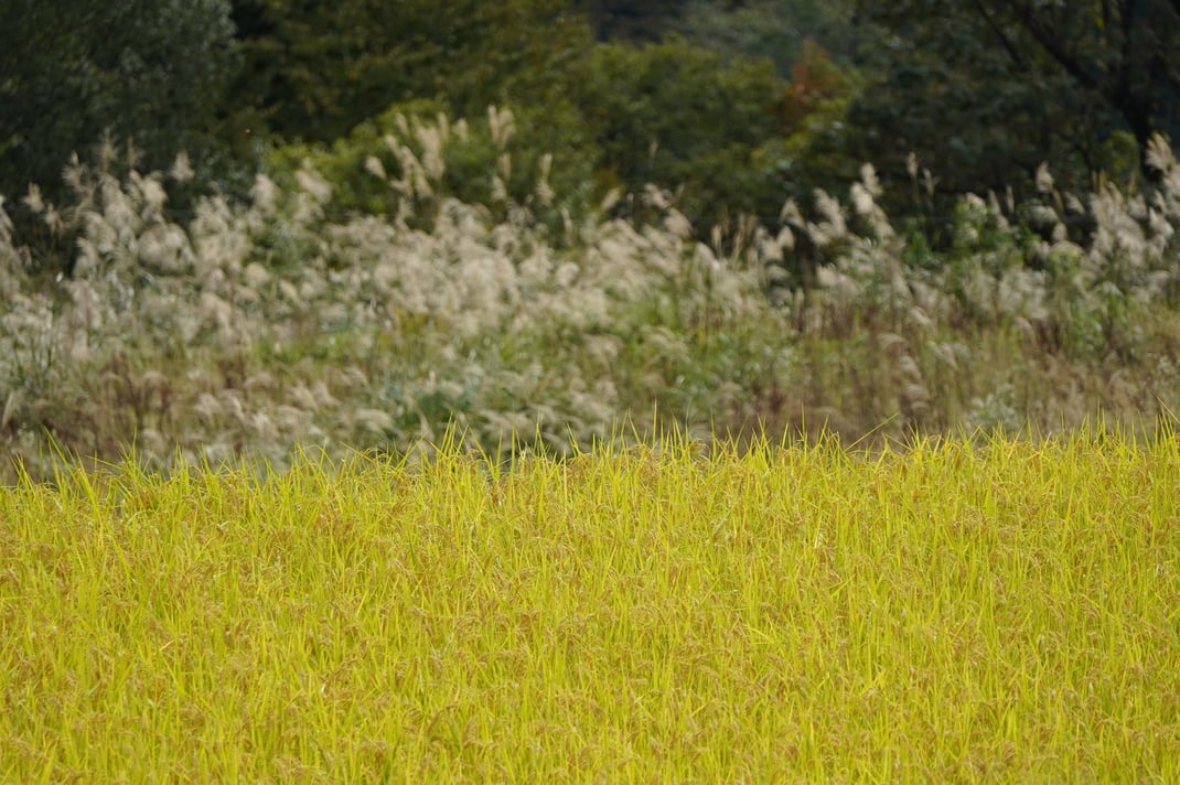 黄金色に実る稲穂