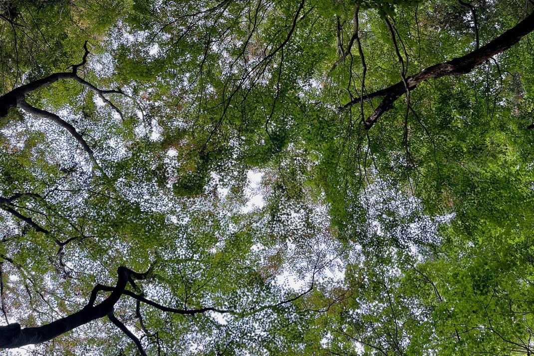 寝転んで見上げた樹冠（竹寺）