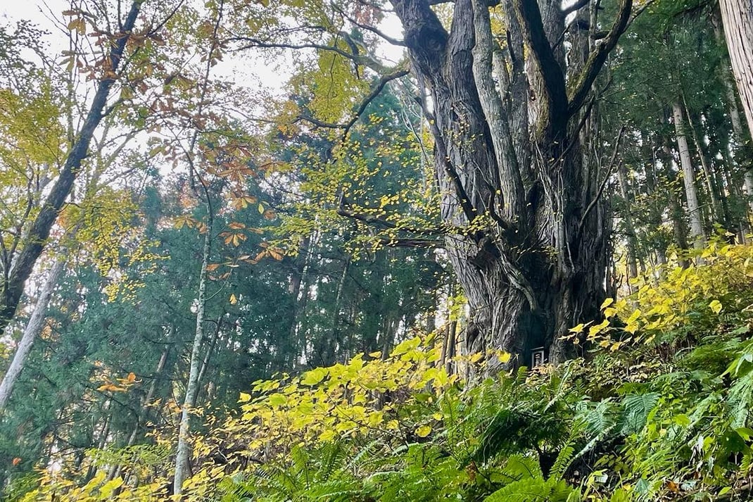 秘境の郷の森（秋）