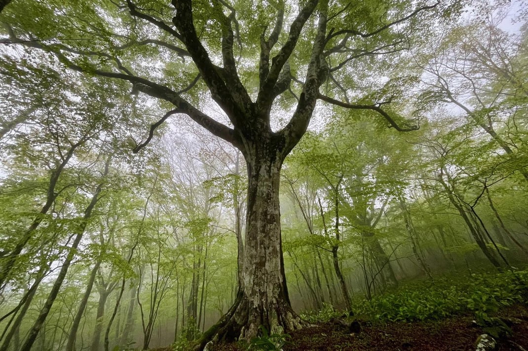 雨の森の巨樹（ブナ）