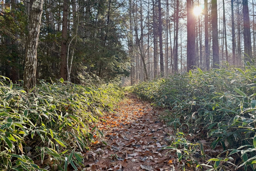 朝の森の小径（八ヶ岳山麓の森）。 呼吸・五感・意識で整える「あさ森オンライン」をイメージした写真。