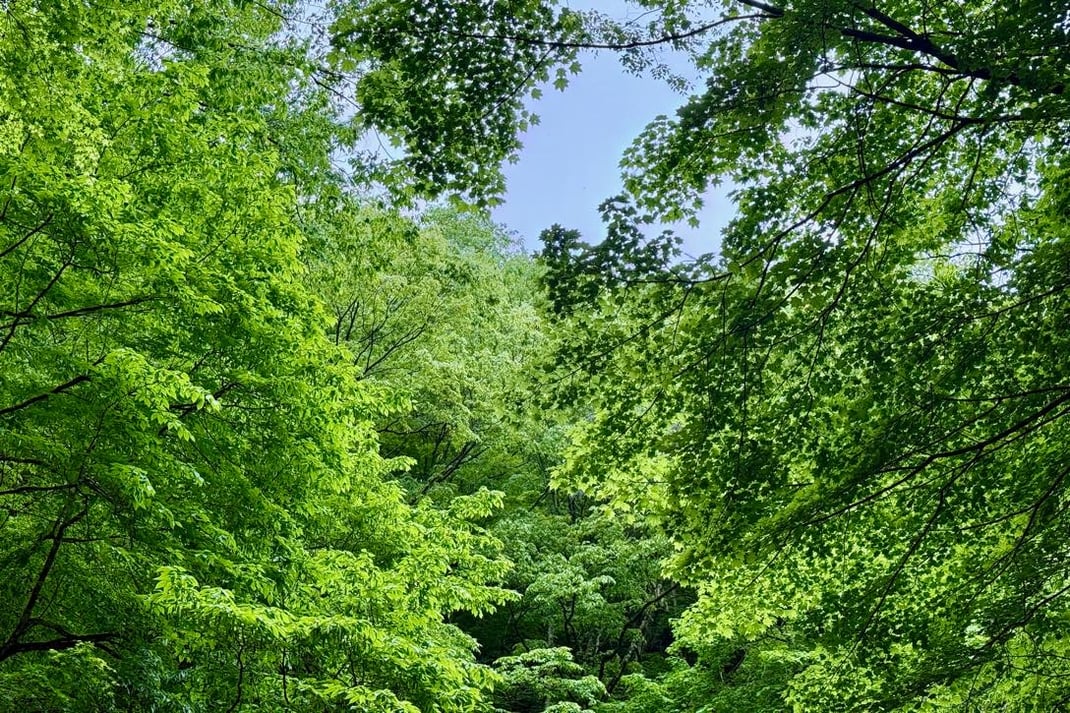 萌黄色の広葉樹