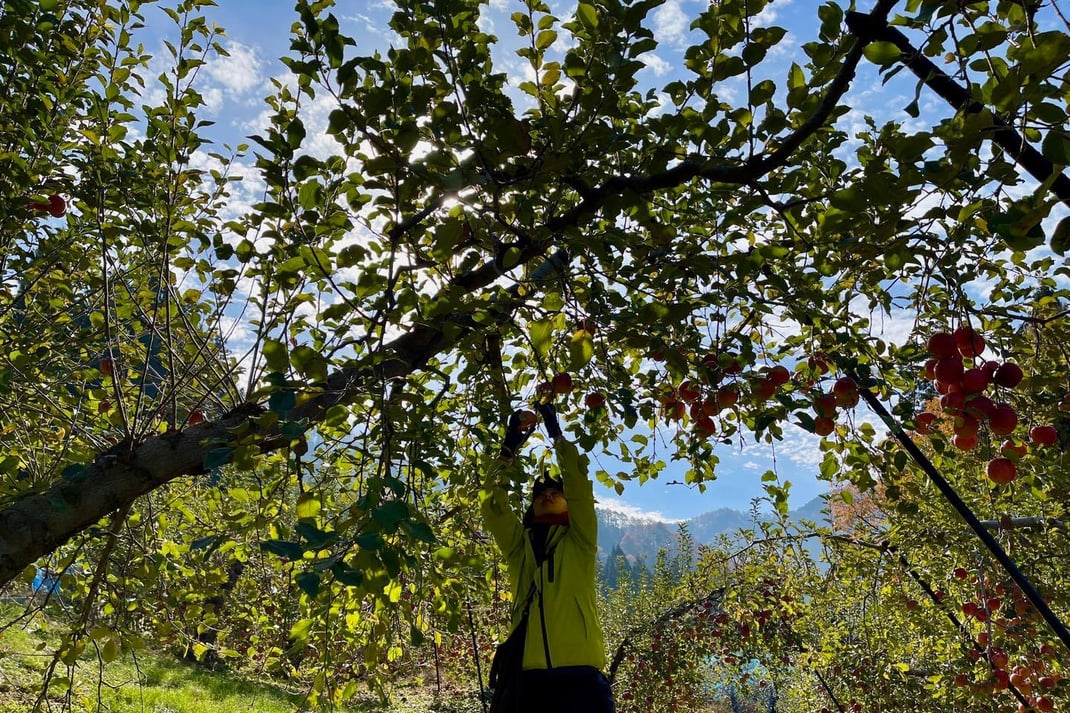 林檎の収穫は「内省と対話」の一人時間