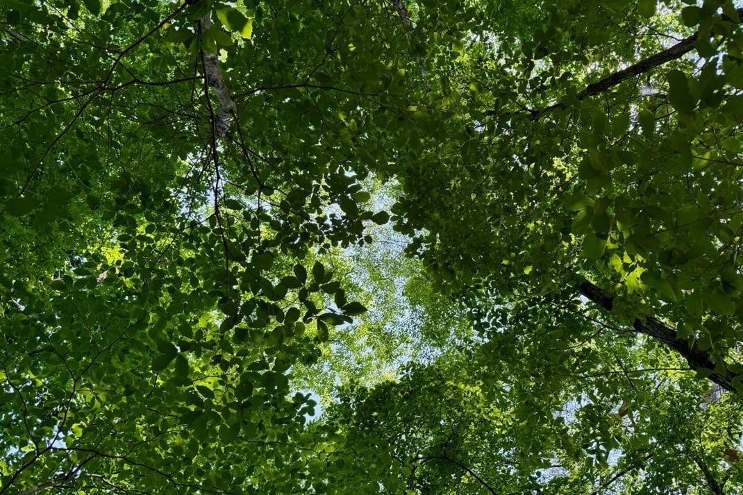 森で見上げる樹冠