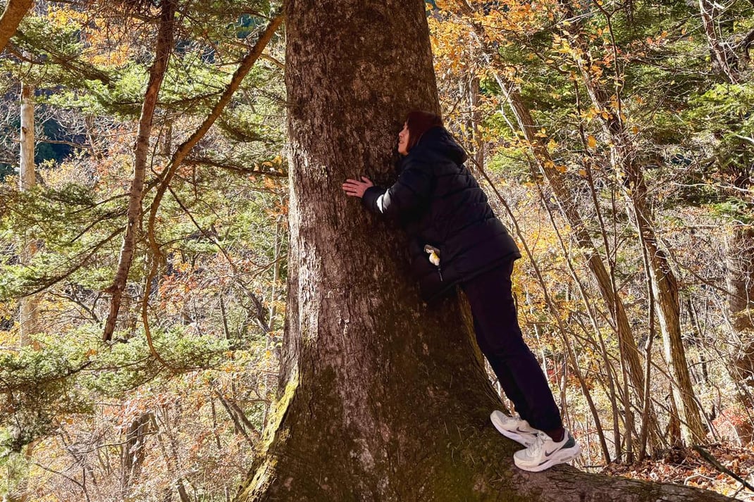 自然木のモミの巨樹に触れる