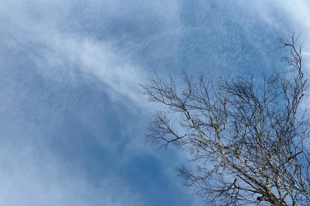 雪原にたつ樹と空