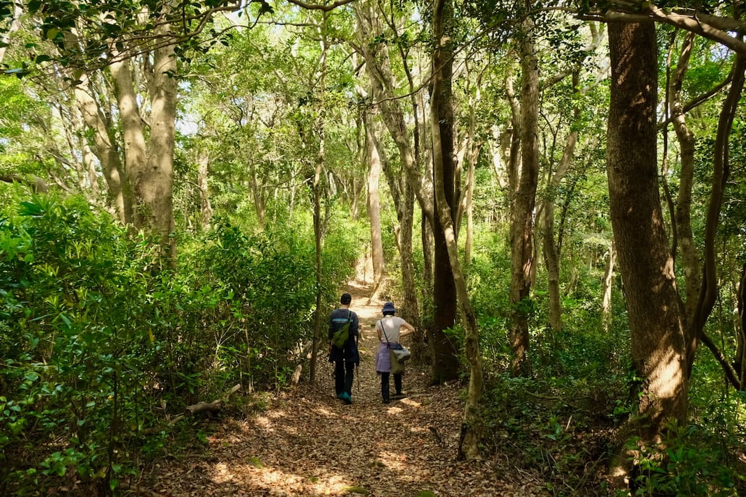 阿蘇・南小国で訪れる渓谷。葉の緑、滝の音、流れる風…自然に五感が働く一人時間。