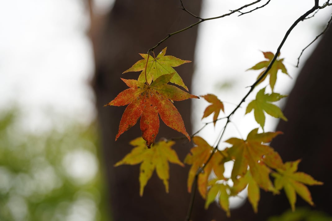 移ろいを体感させてくれる森