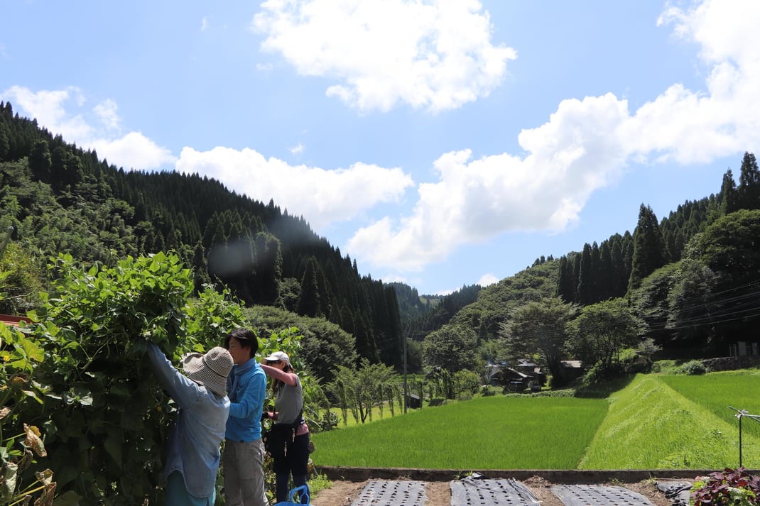 地域の畑での野菜の収穫（よる森Nomadic2023より）