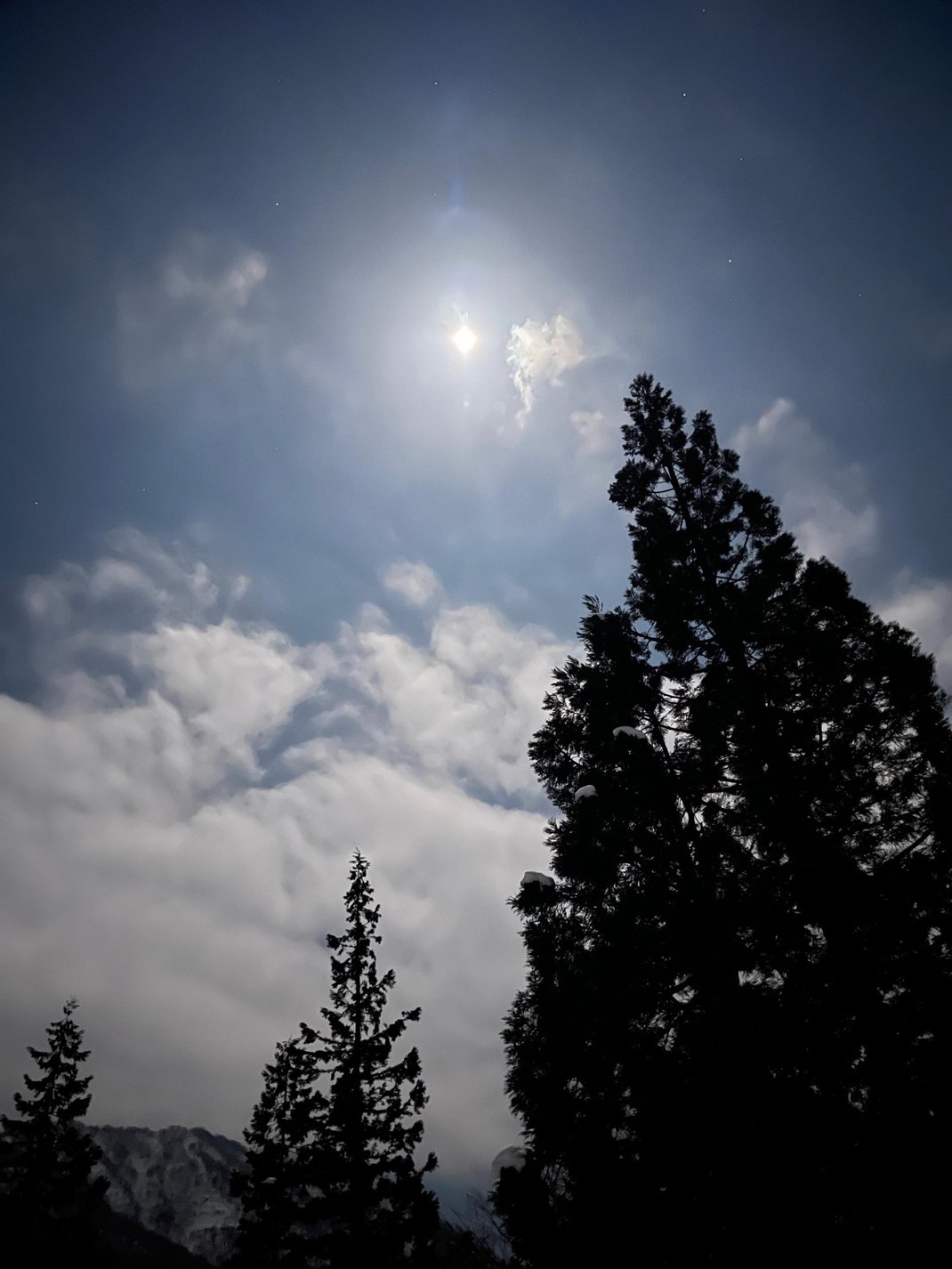 雪の森の月光浴