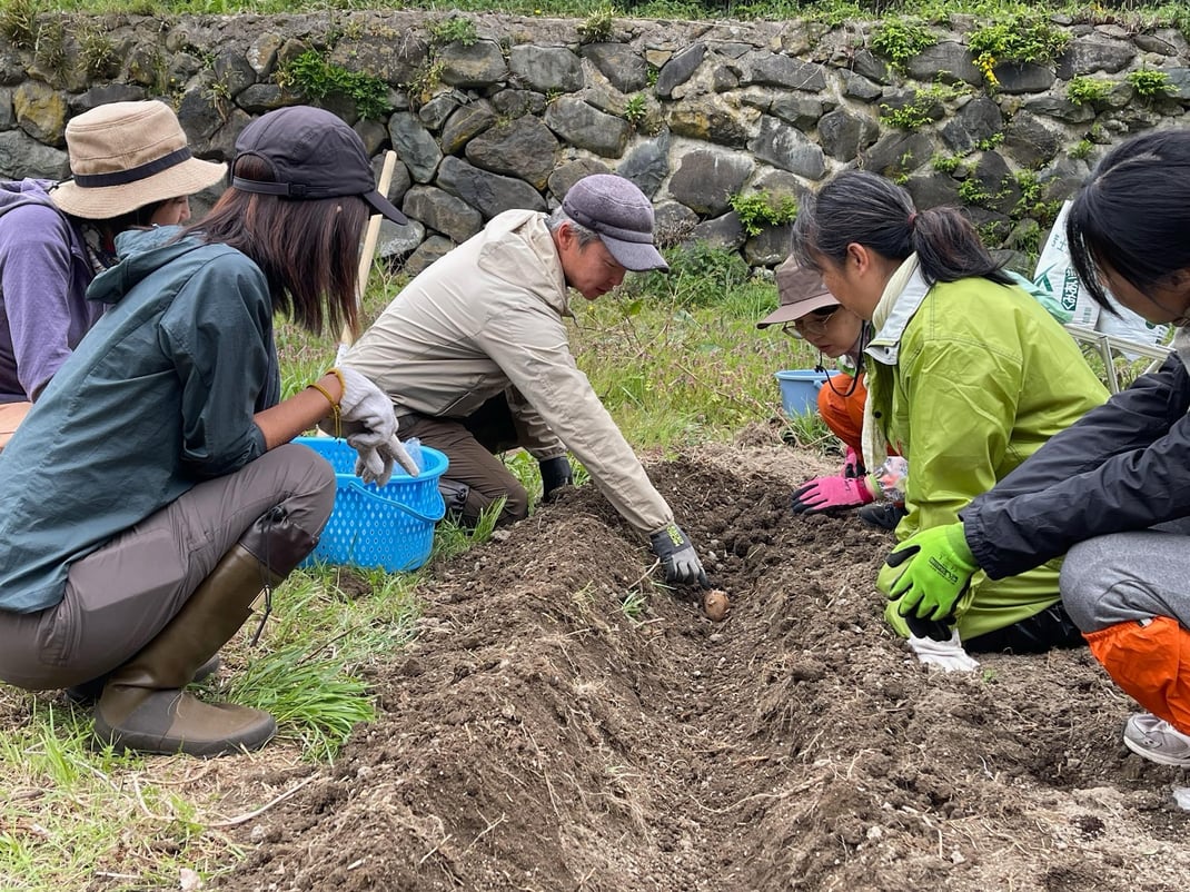 新しく耕した畑にじゃがいもを植え付ける様子