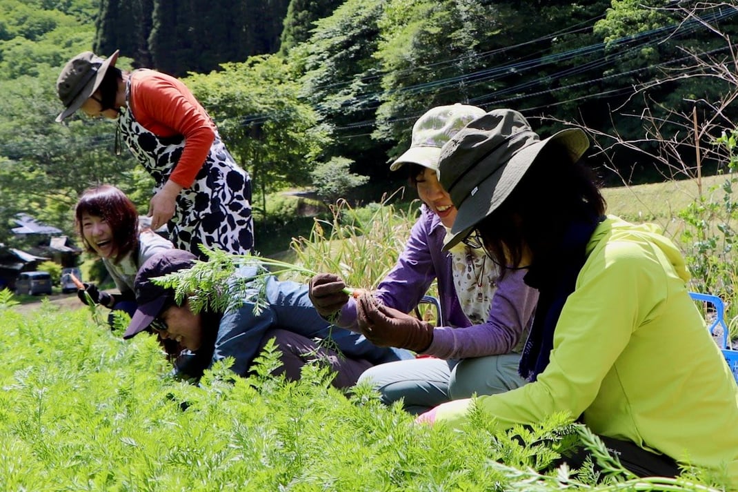 地域の畑で野菜を収穫する。