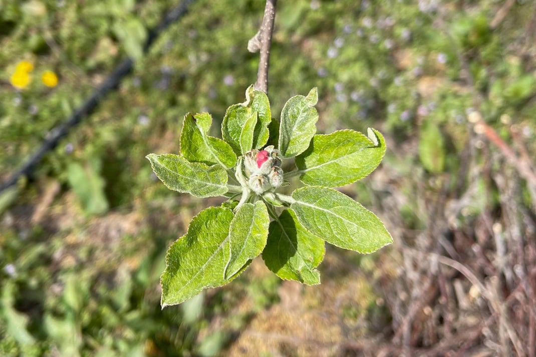 少し顔を出してくれている林檎の赤い蕾