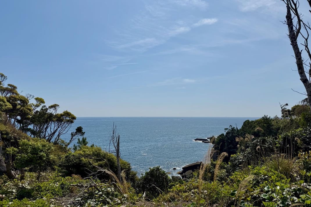 明けた岬の森から