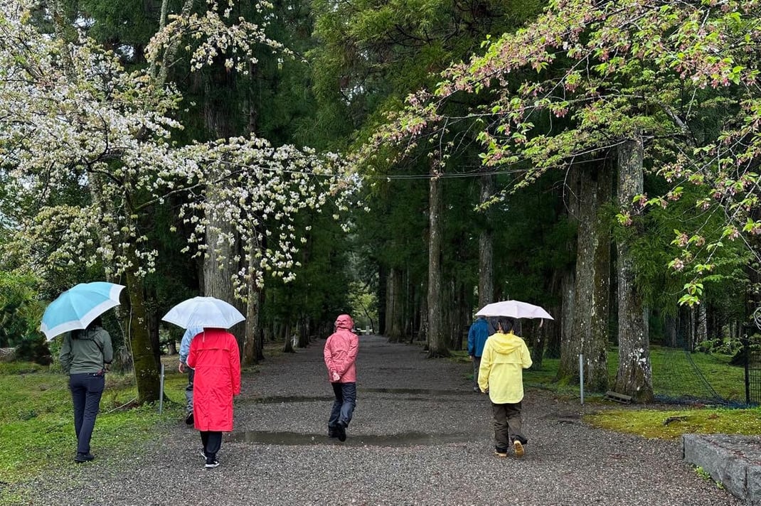 大斎原（おおゆのはら）参道の森