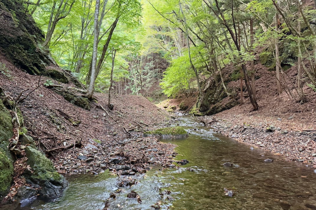 源流域の森をゆっくり流れる清流