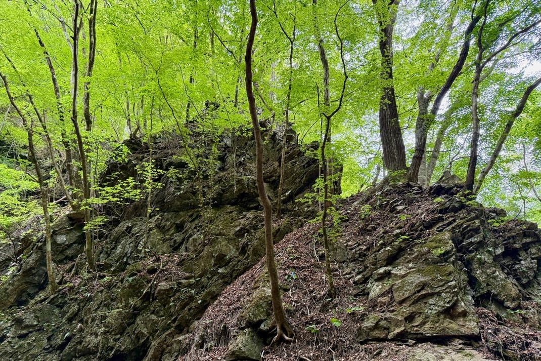 大岩と新緑の樹々