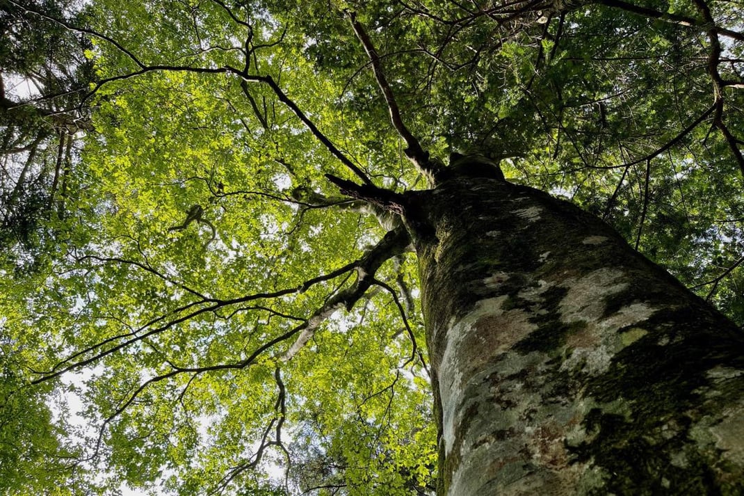 ブナの巨樹