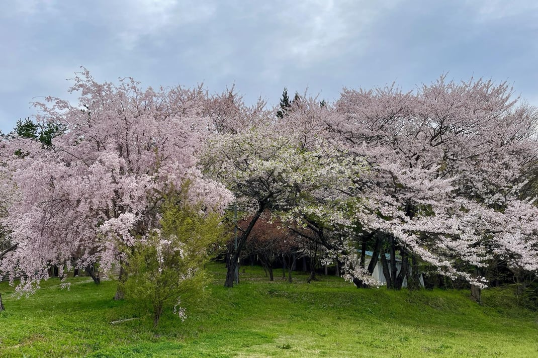 訪れた4月中旬に優しい雰囲気と共に迎えてくれる桜