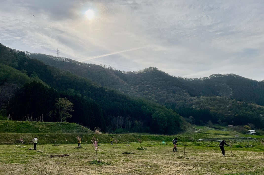 桃の花を摘むソロタイム