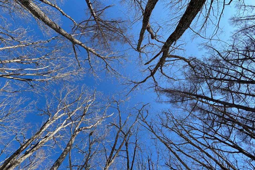 大地から見上げる空と木々たち