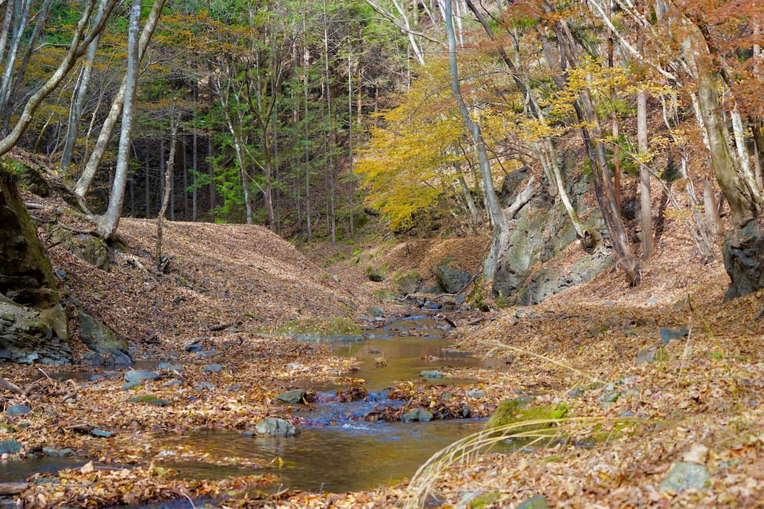 一年を通して絶えることがない源流域の沢の流れ。 無数のものたちが関わりながら、よどみなく巡り続ける森の様子。