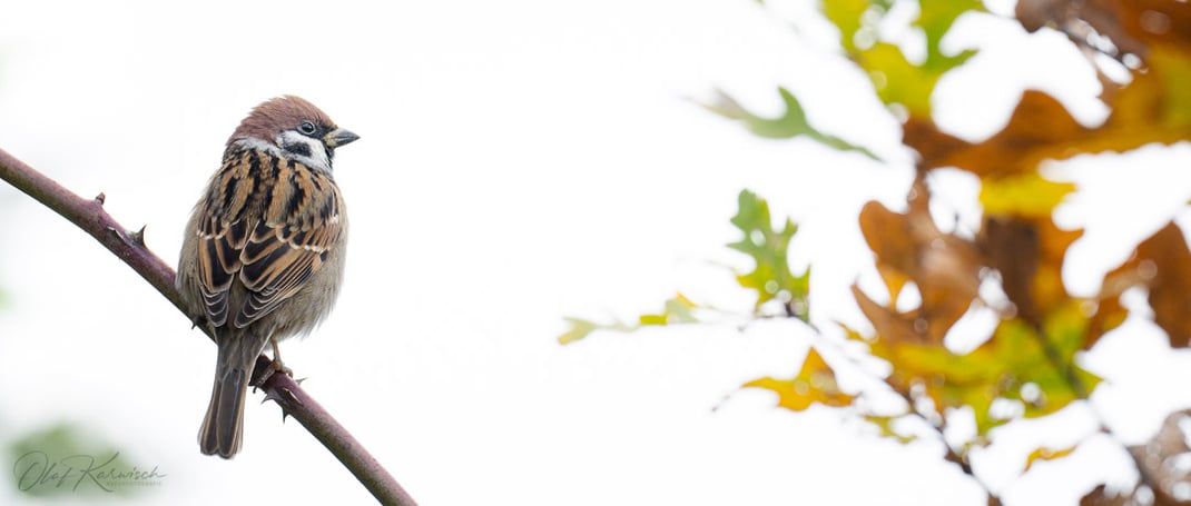 Die letzten Herbstfarben