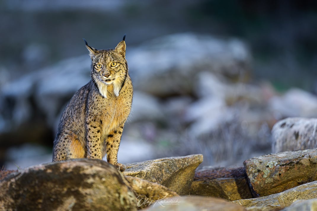 Der iberische Luchs in Andalusien
