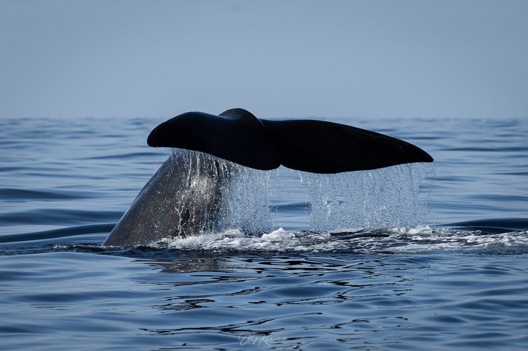 Walbeobachtung von Andøya - Pottwal Flukenschlag